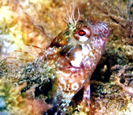 Parablennius incognitus_654